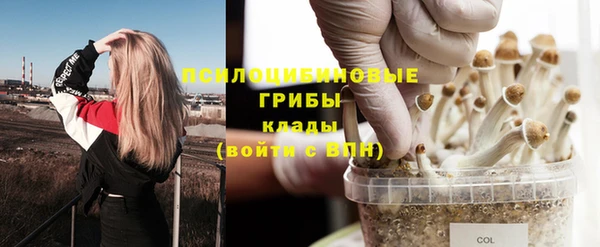 стаф Богданович